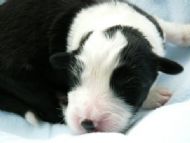 8. Black boy Dukey 4 days old